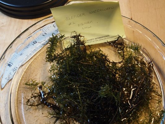 14slender _waterweed